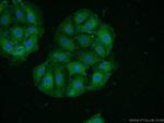 HAP1 Antibody in Immunocytochemistry (ICC/IF)