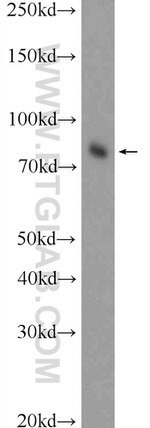 HAP1 Antibody in Western Blot (WB)