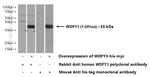 WDFY3 / ALFY Antibody in Western Blot (WB)