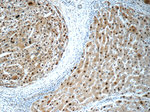 ONECUT1 Antibody in Immunohistochemistry (Paraffin) (IHC (P))