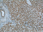 ONECUT1 Antibody in Immunohistochemistry (Paraffin) (IHC (P))