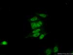 CCDC12 Antibody in Immunocytochemistry (ICC/IF)