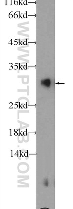 BHLHA15 Antibody in Western Blot (WB)