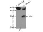 BHLHA15 Antibody in Immunoprecipitation (IP)