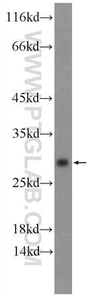 BHLHA15 Antibody in Western Blot (WB)