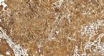 UBXN2B Antibody in Immunohistochemistry (Paraffin) (IHC (P))