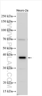 UBXN2B Antibody in Western Blot (WB)
