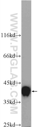 HNRNPA3 Antibody in Western Blot (WB)