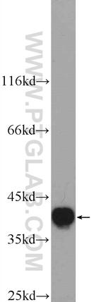 HNRNPA3 Antibody in Western Blot (WB)