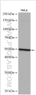 TBX15 Antibody in Western Blot (WB)