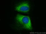 NAT12 Antibody in Immunocytochemistry (ICC/IF)