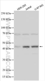 NAT12 Antibody in Western Blot (WB)