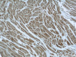 SYNC Antibody in Immunohistochemistry (Paraffin) (IHC (P))