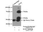 SYNC Antibody in Immunoprecipitation (IP)