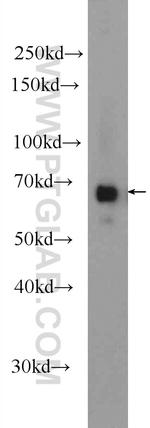 SYNC Antibody in Western Blot (WB)
