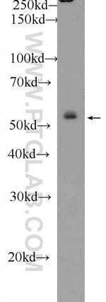 ZNF253 Antibody in Western Blot (WB)