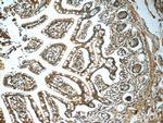 Annexin A13 Antibody in Immunohistochemistry (Paraffin) (IHC (P))