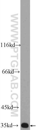 Annexin A13 Antibody in Western Blot (WB)