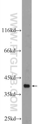 Annexin A13 Antibody in Western Blot (WB)