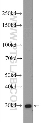 Annexin A13 Antibody in Western Blot (WB)