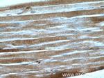 PROSC Antibody in Immunohistochemistry (Paraffin) (IHC (P))