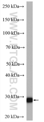 PROSC Antibody in Western Blot (WB)