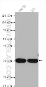 PROSC Antibody in Western Blot (WB)