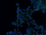PTCD3 Antibody in Immunocytochemistry (ICC/IF)