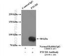 PTCD3 Antibody in Immunoprecipitation (IP)