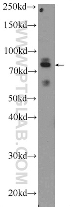 PTCD3 Antibody in Western Blot (WB)