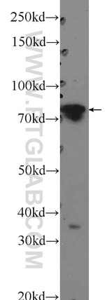 PTCD3 Antibody in Western Blot (WB)