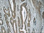 TMEM156 Antibody in Immunohistochemistry (Paraffin) (IHC (P))