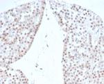 Steroidogenic Factor 1 (SF-1) Monoclonal Antibody (rNR5A1/4369)