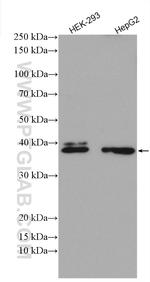DNAJC18 Antibody in Western Blot (WB)