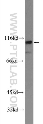 FAM40B Antibody in Western Blot (WB)