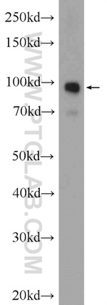 FAM40B Antibody in Western Blot (WB)