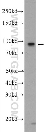 FAM40B Antibody in Western Blot (WB)