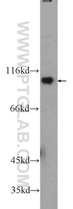 FAM40B Antibody in Western Blot (WB)