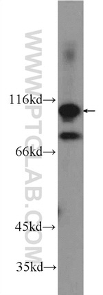 FAM40B Antibody in Western Blot (WB)