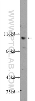 FAM40B Antibody in Western Blot (WB)