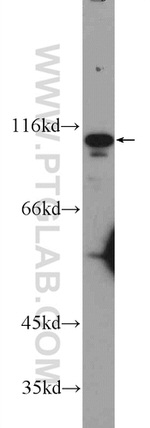 FAM40B Antibody in Western Blot (WB)