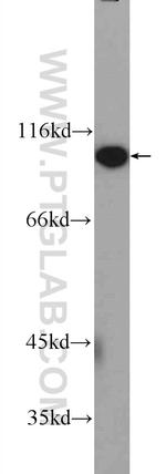FAM40B Antibody in Western Blot (WB)