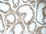 HIVEP1 Antibody in Immunohistochemistry (Paraffin) (IHC (P))
