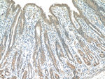HIVEP1 Antibody in Immunohistochemistry (Paraffin) (IHC (P))
