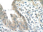 HIVEP1 Antibody in Immunohistochemistry (Paraffin) (IHC (P))