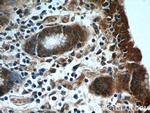HIVEP1 Antibody in Immunohistochemistry (Paraffin) (IHC (P))