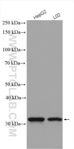 QPRT Antibody in Western Blot (WB)