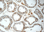C12orf54 Antibody in Immunohistochemistry (Paraffin) (IHC (P))