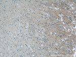 C12orf54 Antibody in Immunohistochemistry (Paraffin) (IHC (P))