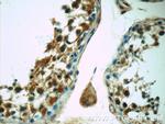 C12orf54 Antibody in Immunohistochemistry (Paraffin) (IHC (P))